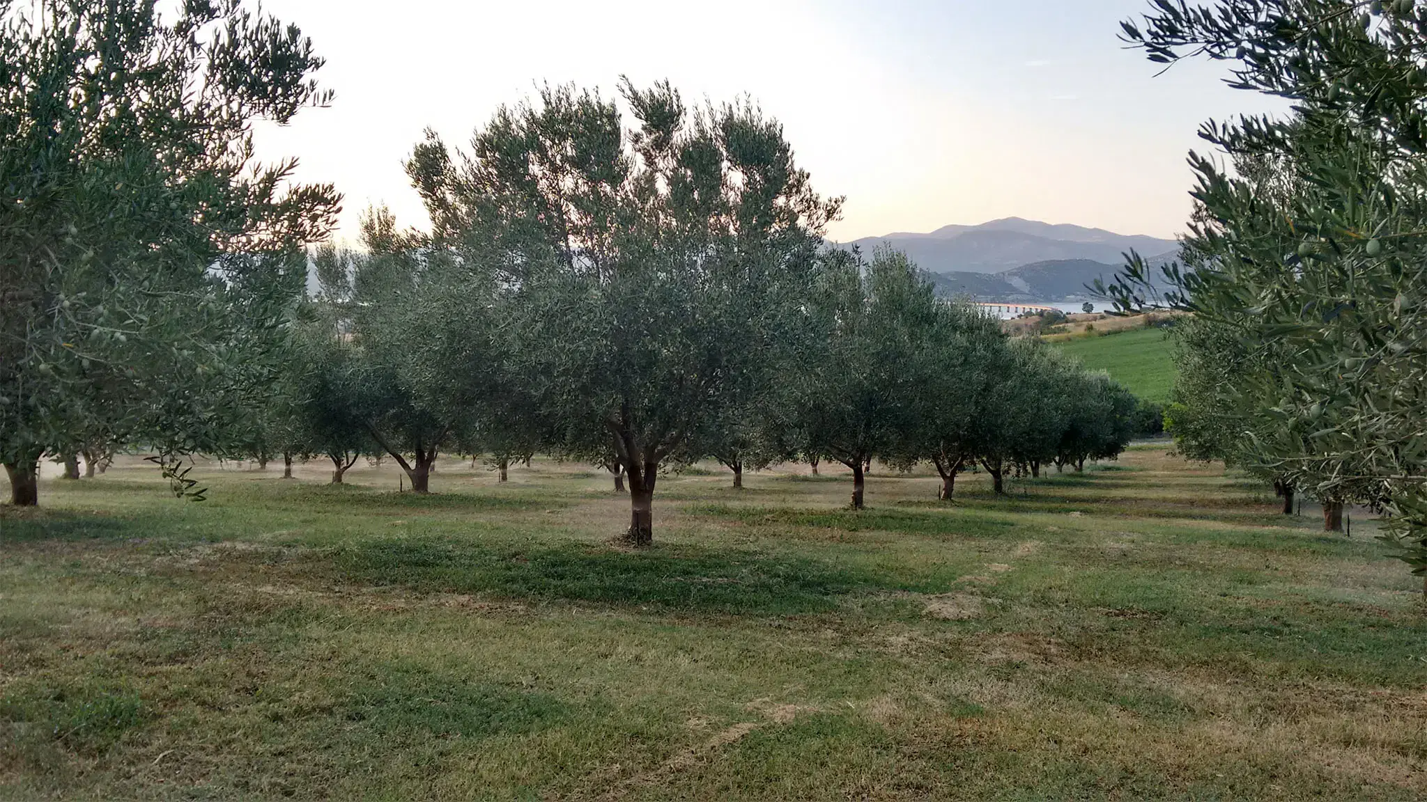 Κτήμα Μπανάτα - Ελαιώνας